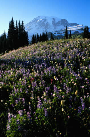 A Clear Conscience A Clear Conscience