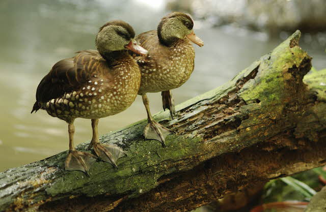 Friendship Friendship