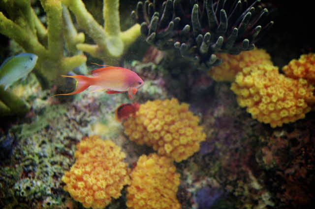 Fearful Fish