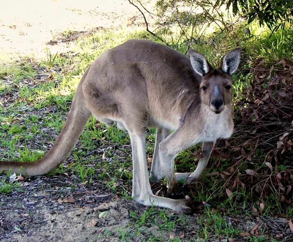 Kangaroos And Emus