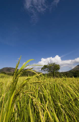 Grain On The Mountaintop