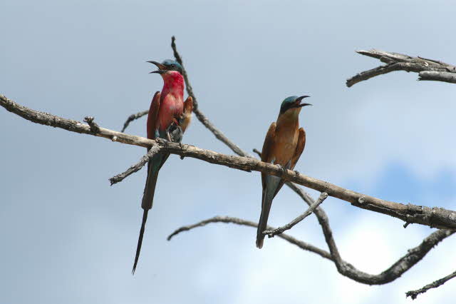 Is Somebody Singing?