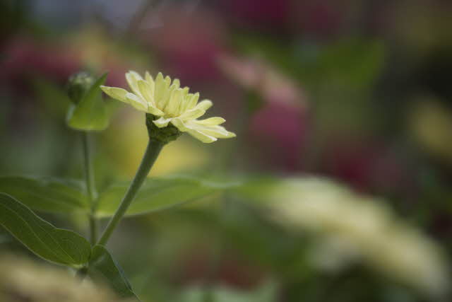 Outlasting Bitterness Outlasting Bitterness