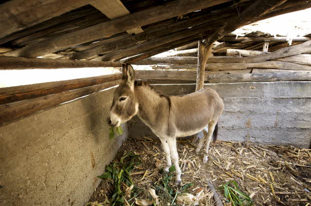 The Smells Of The Stable The Smells Of The Stable