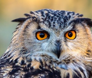 Discover the practical side of wisdom by looking at the wisest man who lived