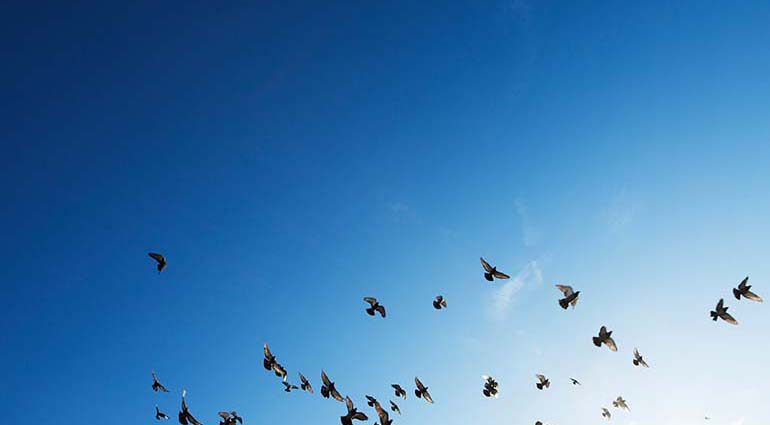 Free Indeed Free Indeed