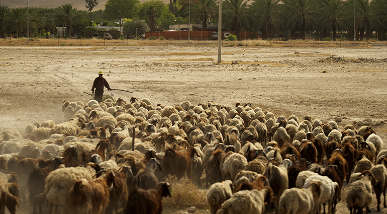The Shepherd’s Voice The Shepherd’s Voice
