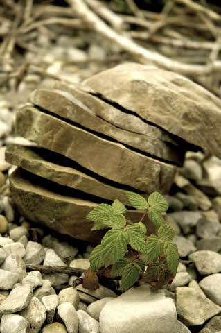 A living stone–Colleen’s Story A living stone–Colleen’s Story