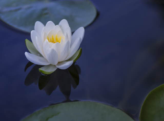 How our participation can lead to a peaceful resolution How our participation can lead to a peaceful resolution