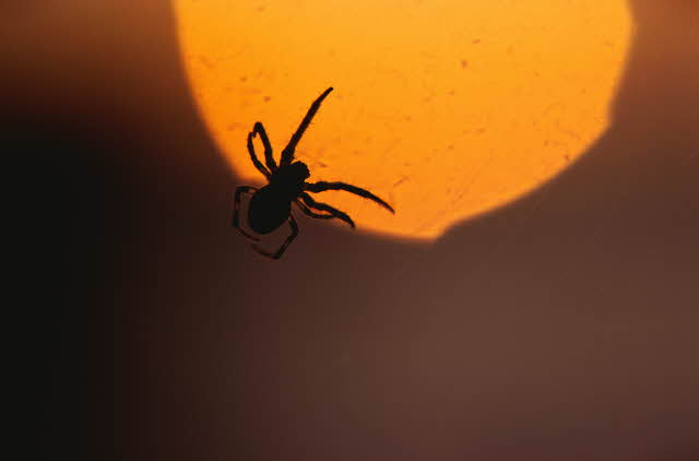 In The Face Of Fear