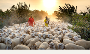 We Can Trust Our Shepherd