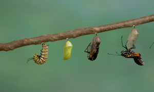 Difficulties Help us Mature